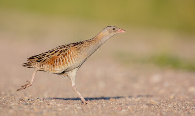 Corn crake - male bird at a meadow in the beginning of the summer