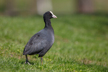 Eurasian coot - adult bird in spring