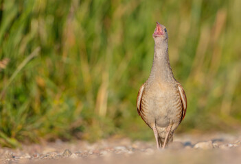Corn crake - male bird at a meadow in the beginning of the summer
