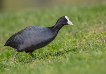Eurasian coot - adult bird in spring
