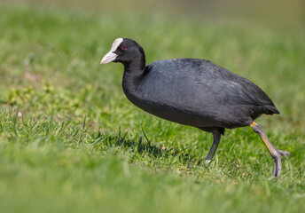 Eurasian coot - adult bird in spring