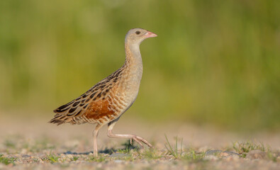 Corn crake - male bird at a meadow in the beginning of the summer
