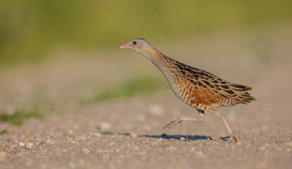 Corn crake - male bird at a meadow in the beginning of the summer