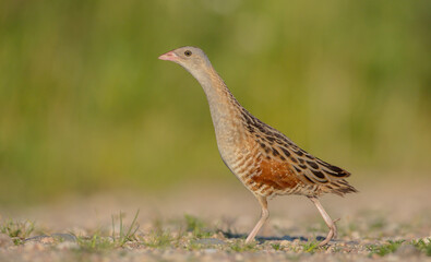 Corn crake - male bird at a meadow in the beginning of the summer