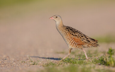 Corn crake - male bird at a meadow in the beginning of the summer