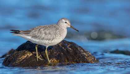 Red Knot - on the autumn migration way at a seashore