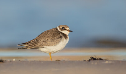 Great Ringed Plover - on the autumn migration way on the  sea shore
