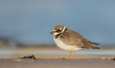 Great Ringed Plover - on the autumn migration way on the  sea shore
