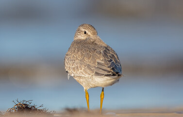 Red Knot - on the autumn migration way at a seashore