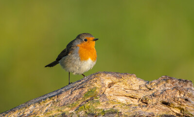 The European robin - at the wet forest in autumn