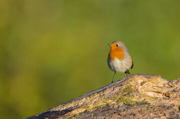 The European robin - at the wet forest in autumn