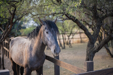 Caballo en un corral al medio día