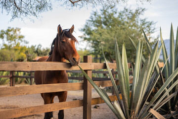 Caballo cafe junto a un campo de agave espadí, para destilar mezcal o tequila en México, Oaxaca y...