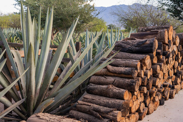 Pila de troncos de madera junto a un agave espadín para destilar mezcal y tequila en Oaxaca,...
