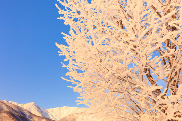 trees with hoarfrost and blue sky