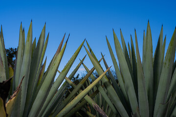 Pencas de agave para destilar mezcal y tequila en México, bebida con denominación de origen 