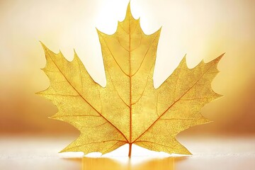 Obraz premium Golden Maple Leaf Autumn Nature Background Image