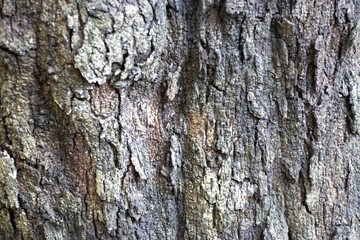 Naklejka premium grey dry tree bark texture and background, nature concept, backdrop for design, wallpaper