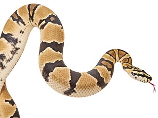 Obraz premium Closeup and clop giant gold boa snake isolate on white background