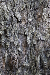grey dry tree bark texture and background, nature concept, backdrop for design, wallpaper