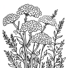 Vibrant Yarrow Blossoms in a Tranquil Herbal Garden Setting