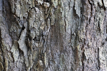 Tree bark texture pattern, old wood trunk as background, backdrop wallpaper