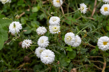 Camomille romaine à fleurs doubles, très décoratives, complètement blanche. Elle possède les mêmes propriétés que la camomille romaine commune. C'est une plante polyvalente.
