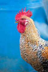 Plan rapproché de la tête d'un jeune coq de race Coucou à camail doré. Sa crête et ses...