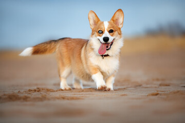 happy corgi dog walking on a beach, close up