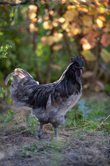 Coq d'Ayam Cemani, de couleur noire, marchant librement dans l'herbe, lumière d'automne. Leur plumage est sombre et leur bec, leurs barbillons et leur chair sont entièrement noirs.