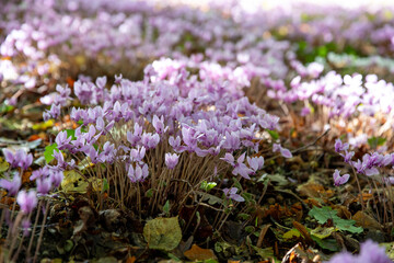 Obraz premium Cyclamen à fleurs roses et blanches dans un sous-bois. Abondance de fleurs qui poussent à l'état sauvage.