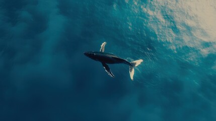 Obraz premium Whale gliding ocean waters at sunrise