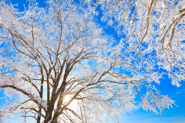 Fototapeta premium trees with hoarfrost and blue sky