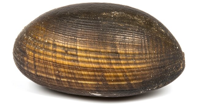 Striped Brown Seashell Closeup Macro Photography