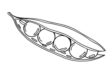 Peas in Pod Vegetable Vector Line Art Illustration

