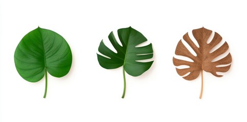 Tropical Leaves Collection of Green and Brown Monstera Leaves