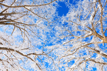 trees with hoarfrost and blue sky