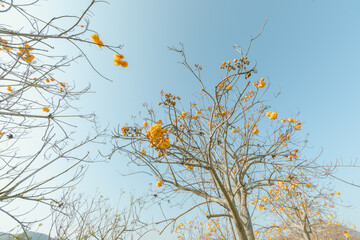 flower garden at Singha Park, Chiang Rai, landscape of Thailand.