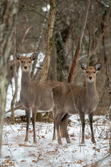 雪の中で出会ったシカ 長野県蓼科にて02