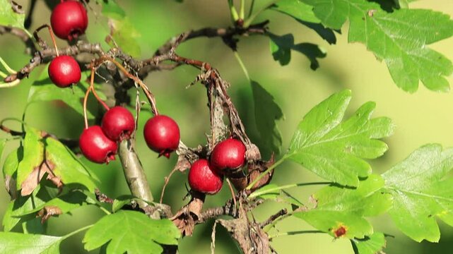 Berries of a cotoneaster blowing in the wind, bright red fruits on a branch, green background with red berries on a bush, red and green autumn color