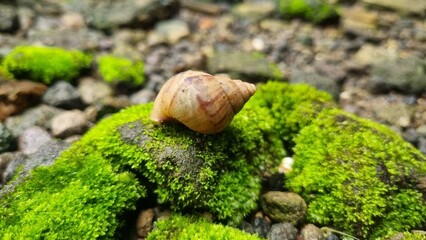 Close-up of a little snail on rock in the forest. Snail on moss-covered rock with green blurred natural forest background on a sunny day. Nature, macro and wildlife concept.