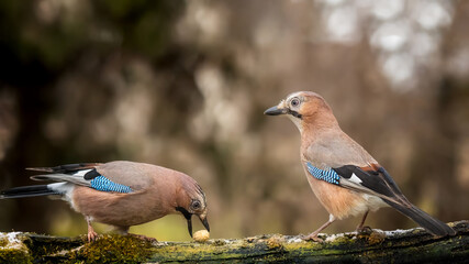Eurasian jay