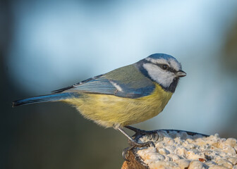 Obraz premium Blue tit