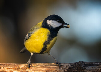 Fototapeta premium Great Tit portrait