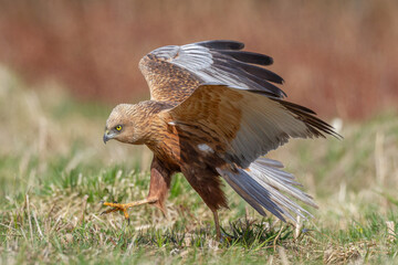 Birds of prey male Marsh harrier Circus aeruginosus, hunting time Poland Europe spring time April