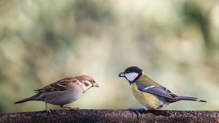 sparrow on a branch