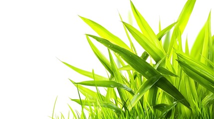 Obraz premium Fresh green grass, dew drops, white background, nature