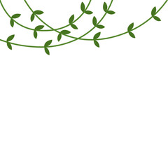 Vines Leaf Plant