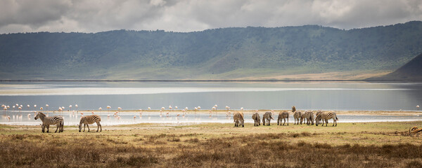 Scenic rainy view with flamingo, zebra and Thomso's gazelle during rainy season at Lake Magadi in Ngorongoro Conservation Area in Tanzania, East Africa
