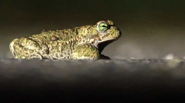 small toad on the road, small toad with warts and a litle snail on the body, green eyes of a frog, frog with warts, Bufonidae from the side